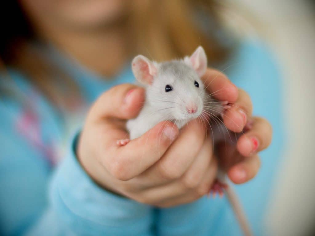 Rats