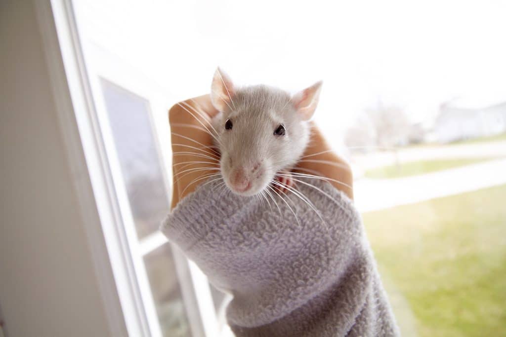 Rats