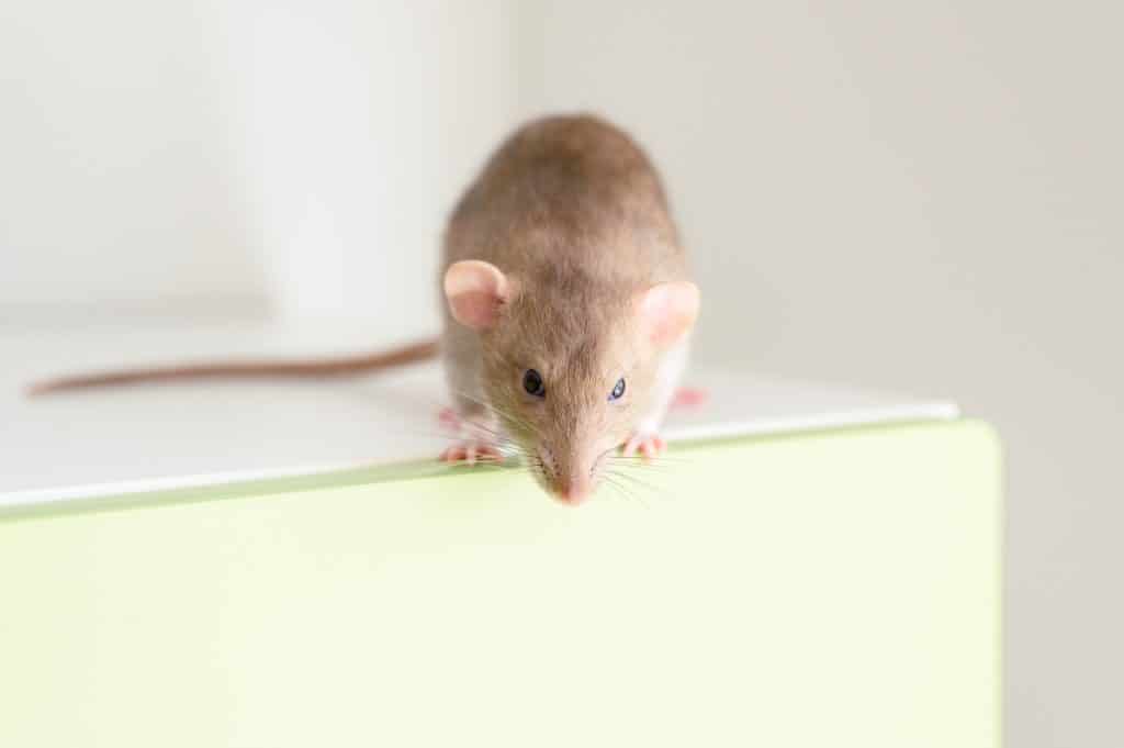 Rats