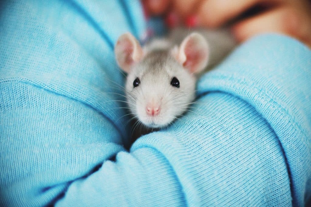 Check-Ups