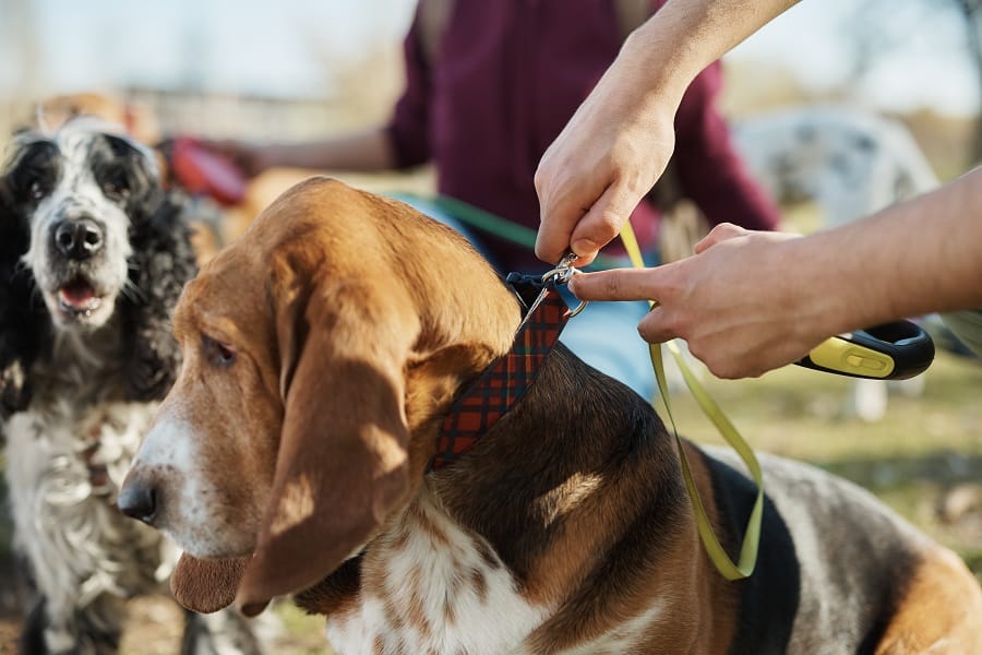 Collar And Leash