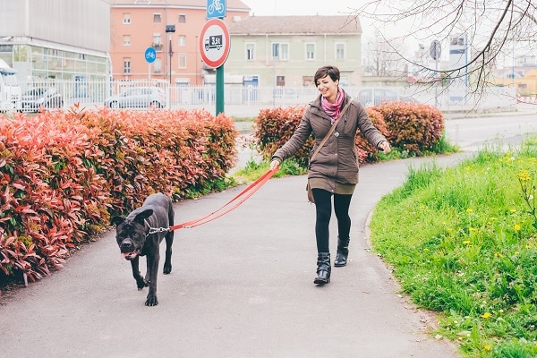 Collar And Leash