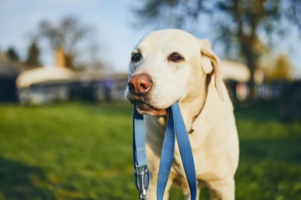 Collar And Leash