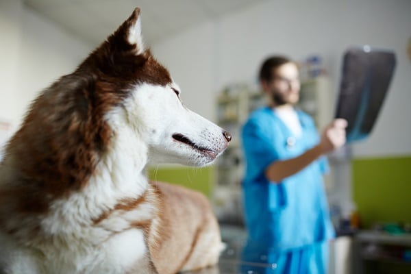 Cognitive Dysfunction