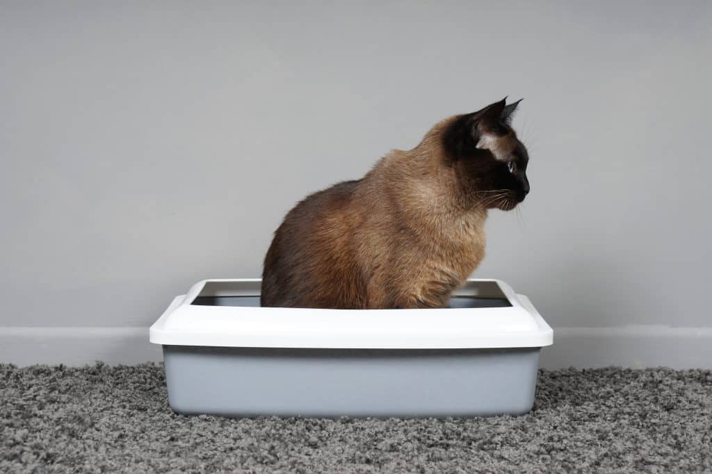 Litter Box
