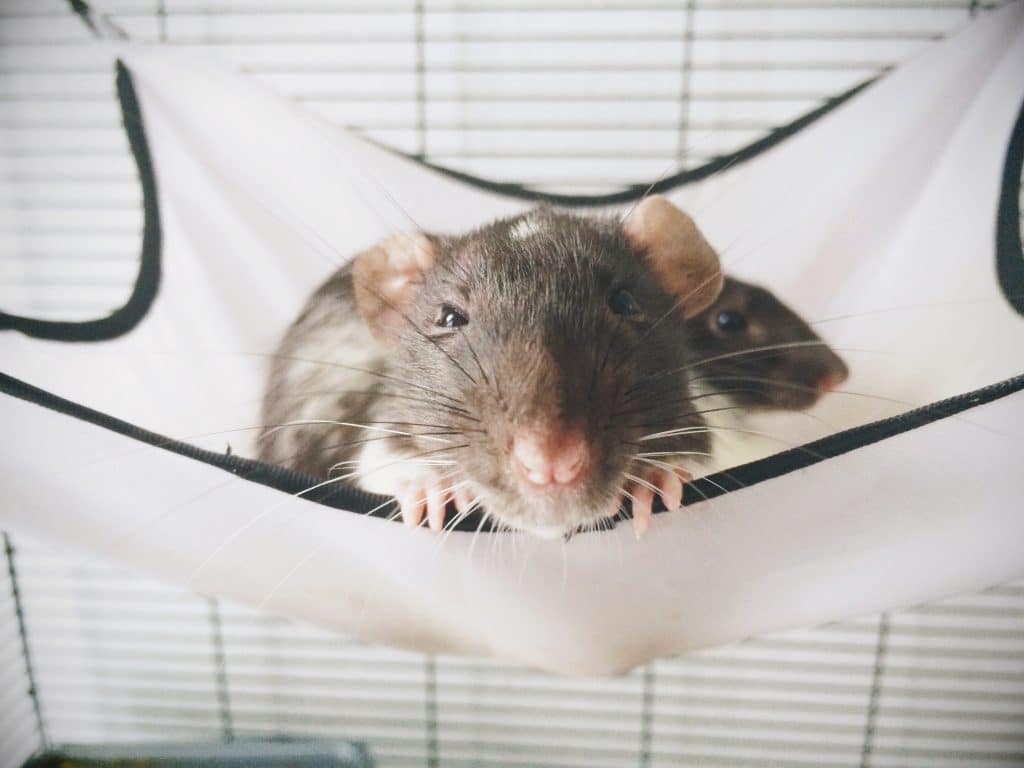 Rats