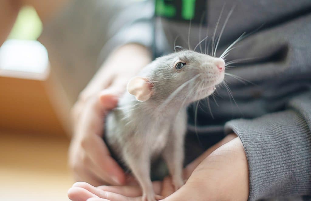 Rats