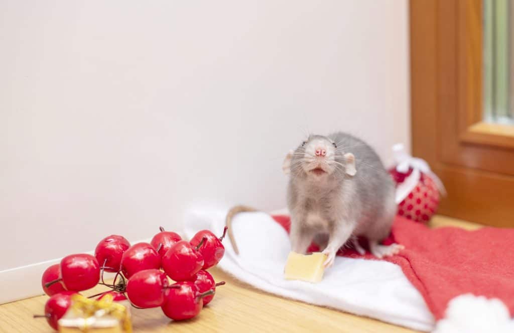 Rats
