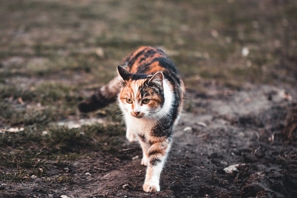Reasons Why Cats Yowl
