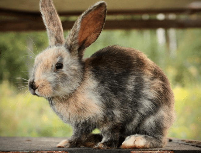 Rabbit Breeds