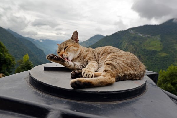 Cat