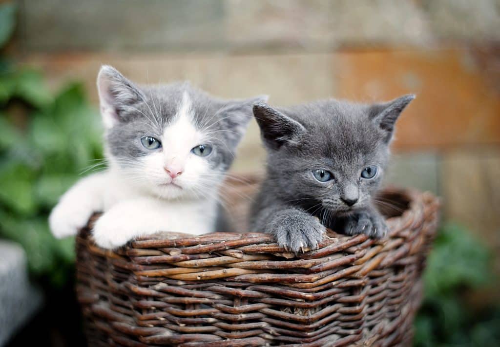 Cat Owners