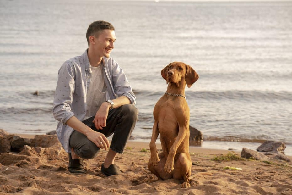 7 Athletic Dog Breeds