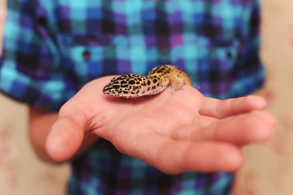 Reptile