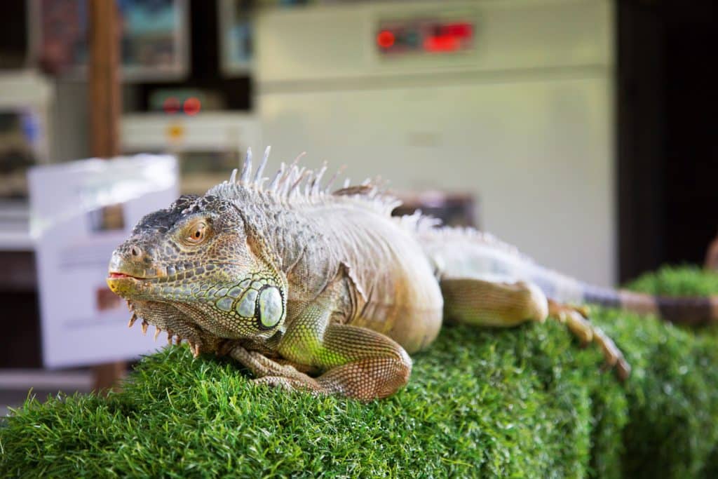 Reptile