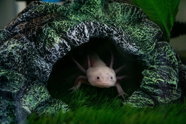 Axolotl
