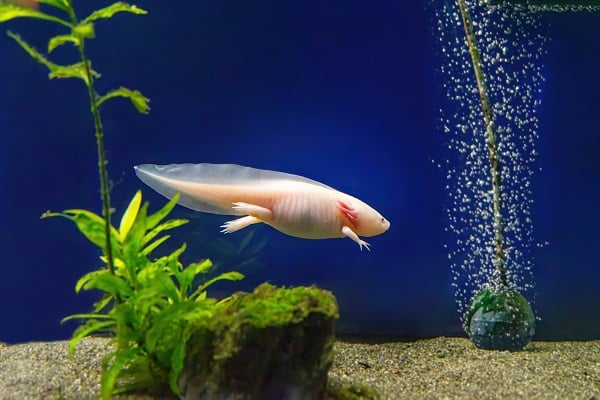 Axolotl