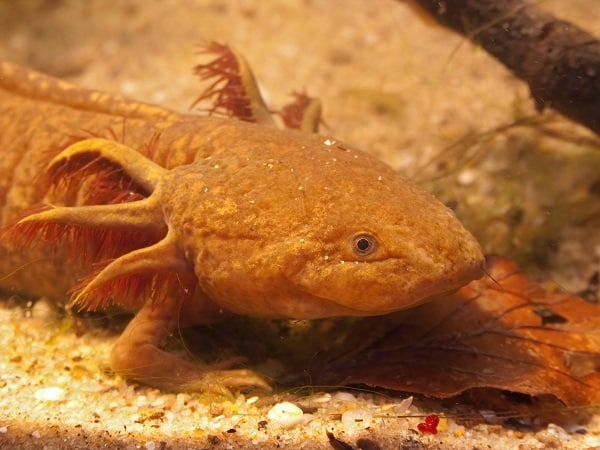 Axolotl