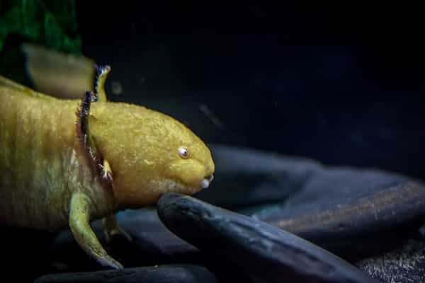 Axolotl