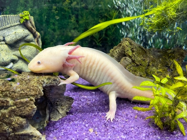 Axolotl