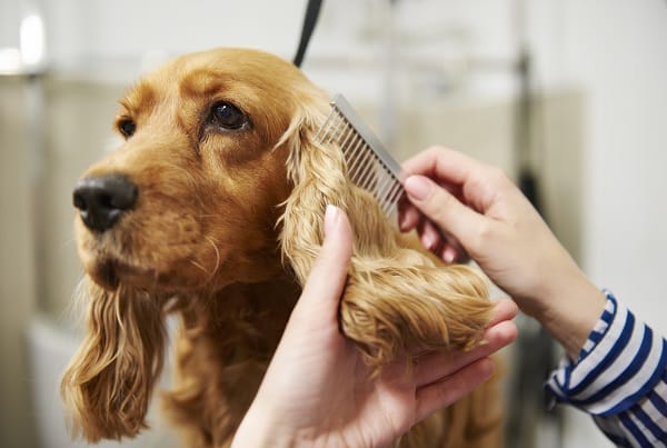 Guide to Pet Care