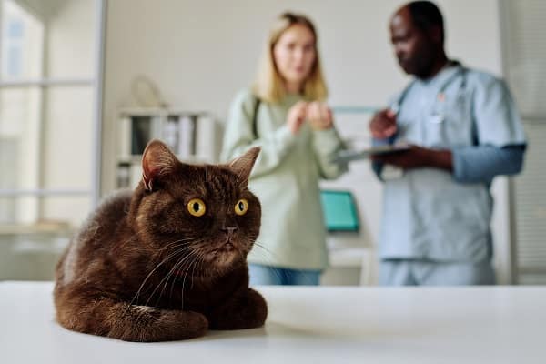 Guide to Pet Care
