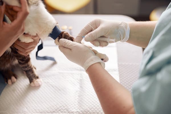 Guide to Pet Care