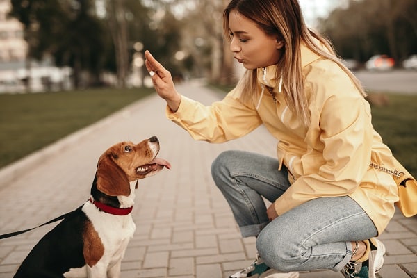 Guide to Pet Care