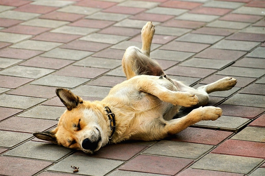 Bizarre Dog Behaviors