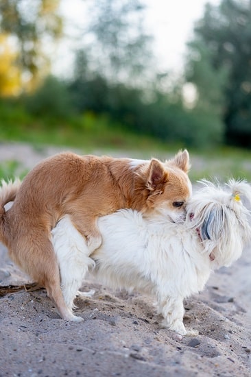 Bizarre Dog Behaviors