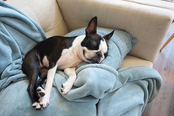 Bizarre Dog Behaviors