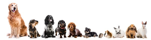 Pets In Child Development