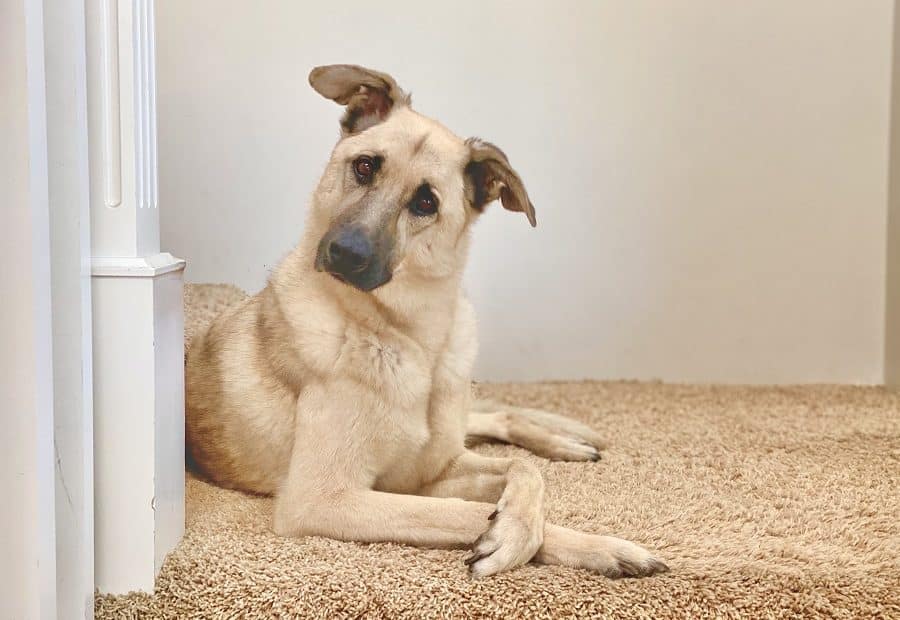 Canine Body Language