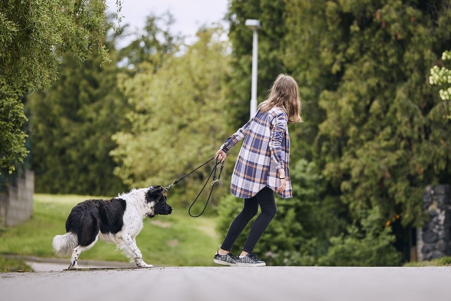 Hard-To-Train Dogs