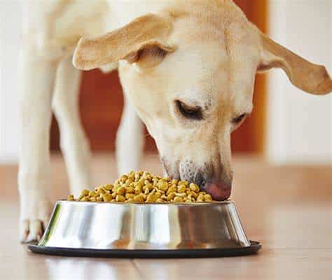 Dog And Cat Dental Care