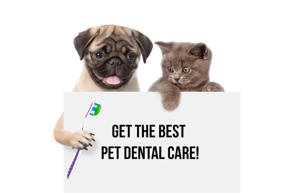 Dog And Cat Dental Care