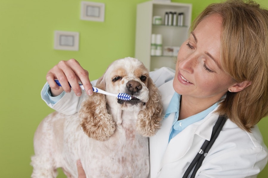 Dog And Cat Dental Care