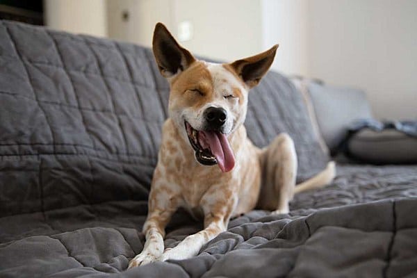 Special Needs Pets: Caring For Animals With Disabilities