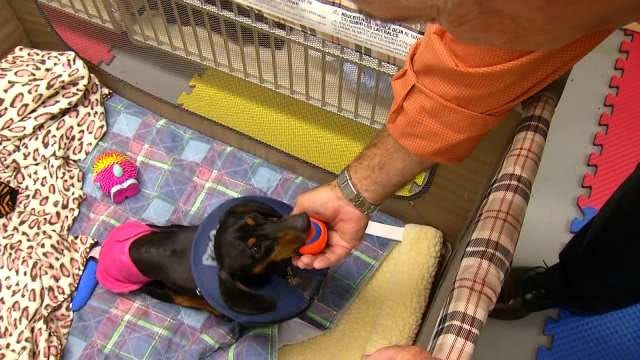 Special Needs Pets: Caring For Animals With Disabilities