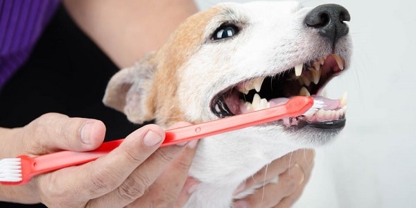 Dog And Cat Dental Care