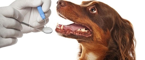 Dog And Cat Dental Care