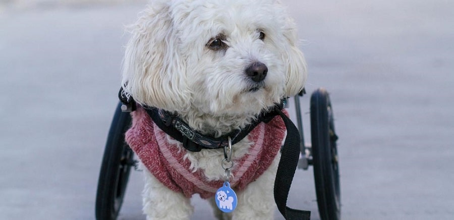 Special Needs Pets: Caring For Animals With Disabilities