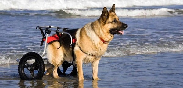 Special Needs Pets: Caring For Animals With Disabilities