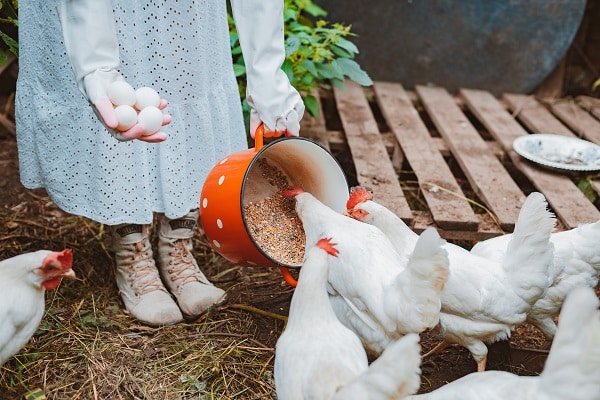 Raising Chickens