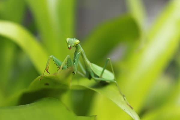 Exotic Insects
