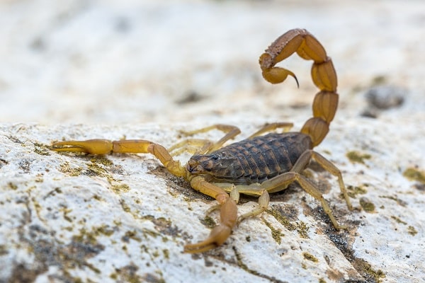 Exotic Insects