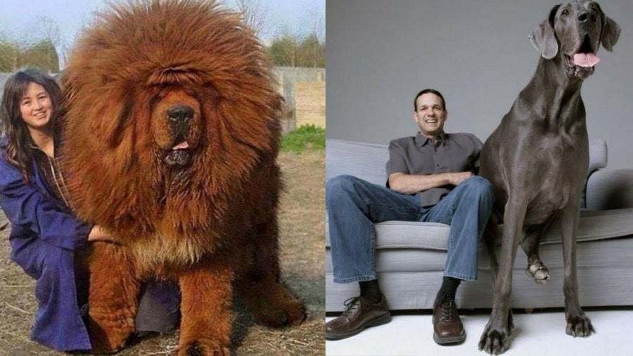 The World's Largest Dog Breeds