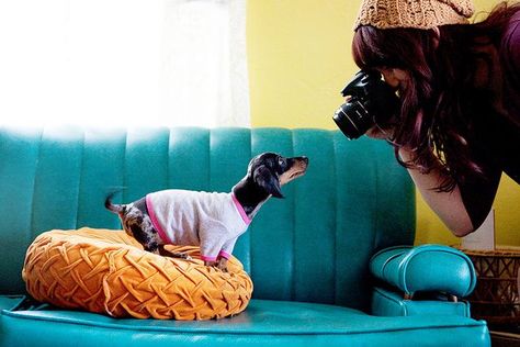 How To Photograph Your Pet Like A Pro