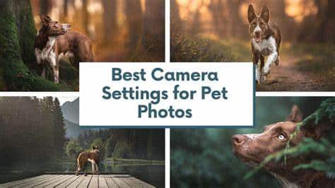 How To Photograph Your Pet Like A Pro