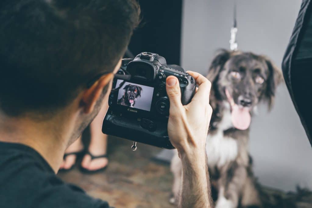 How To Photograph Your Pet Like A Pro